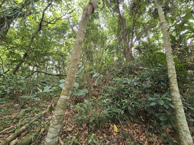 竹崎農地-2